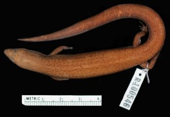 Media type: image;   Herpetology R-100546